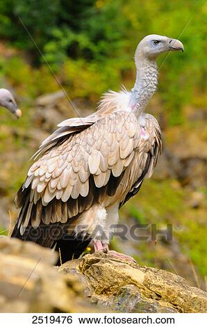 Stock Photograph - Griffon vulture (Gyps fulvus) perching on rock . Fotosearch