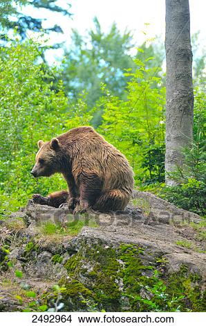 Grizzly bear (Ursus arctos horribilis) sitting on rock in forest, Bavarian Forest, Bavaria, Germany View Large Photo Image Picture - Grizzly bear (Ursus arctos horribilis) sitting on rock in forest, Bavarian Forest, Bavaria, Germany . Fotosearch