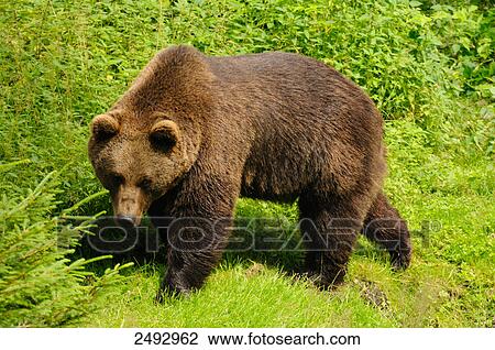 Stock Image - Grizzly bear (Ursus arctos horribilis) foraging in forest, Bavarian Forest, Bavaria, Germany . Fotosearch