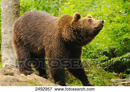Grizzly bear (Ursus arctos horribilis) foraging in forest, Bavarian Forest, Bavaria, Germany View Large Photo Image Stock Photo - Grizzly bear (Ursus arctos horribilis) foraging in forest, Bavarian Forest, Bavaria, Germany . Fotosearch