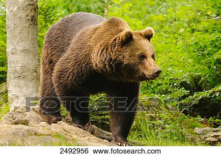 Grizzly bear (Ursus arctos horribilis) foraging in forest, Bavarian Forest, Bavaria, Germany View Large Photo Image Stock Photograph - Grizzly bear (Ursus arctos horribilis) foraging in forest, Bavarian Forest, Bavaria, Germany . Fotosearch