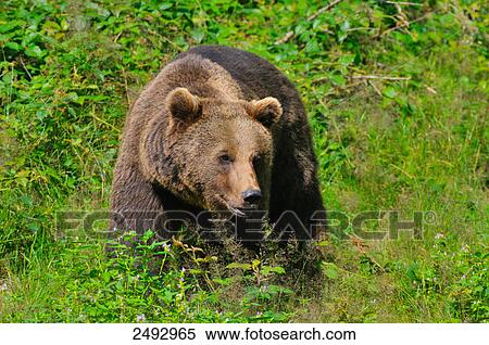 Grizzly bear (Ursus arctos horribilis) foraging in forest, Bavarian Forest, Bavaria, Germany View Large Photo Image Stock Photography - Grizzly bear (Ursus arctos horribilis) foraging in forest, Bavarian Forest, Bavaria, Germany . Fotosearch