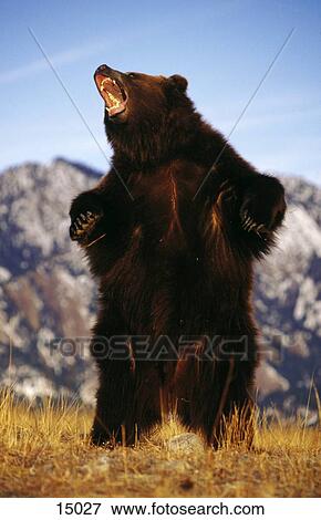 Grizzly Bear (Ursus arctos) roaring in field, USA View Large Photo Image Stock Photo - Grizzly Bear (Ursus arctos) roaring in field, USA . Fotosearch