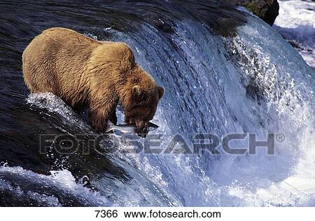 Grizzlybear (Ursus arctos) with fish in its mouth, Katmai National Park, Alaska View Large Photo Image Stock Photograph - Grizzlybear (Ursus arctos) with fish in its mouth, Katmai National Park, Alaska . Fotosearch