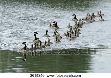 Group of gray geese (Anser anser) swimming on Altmuehlsee, Bavaria, Germany View Large Photo Image Stock Photograph - Group of gray geese (Anser anser) swimming on Altmuehlsee, Bavaria, Germany . Fotosearch