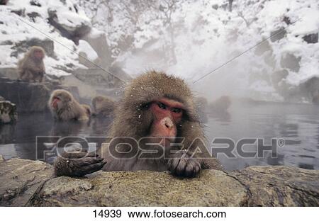 Stock Photo - Group of Japanese Macaque (Macaca fuscata) relaxing in spa, Nagano Prefecture, Honshu, Japan . Fotosearch