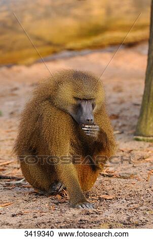 Stock Image - Guinea Baboon (Papio papio) eating . Fotosearch