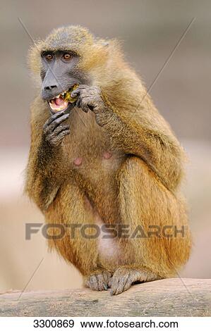 Stock Photo - Guinea Baboon (Papio papio) eating, close-up . Fotosearch