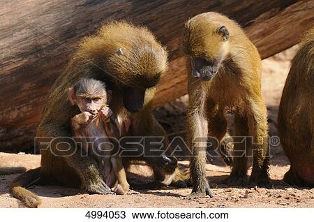 Stock Image - Guinea baboon (Papio papio) family . Fotosearch