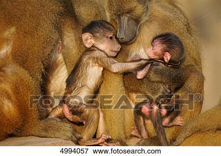 Guinea baboon (Papio papio) family View Large Photo Image Stock Photo - Guinea baboon (Papio papio) family . Fotosearch