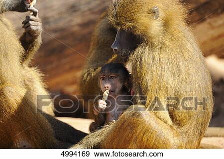 Guinea baboon (Papio papio) family View Large Photo Image Stock Photo - Guinea baboon (Papio papio) family . Fotosearch