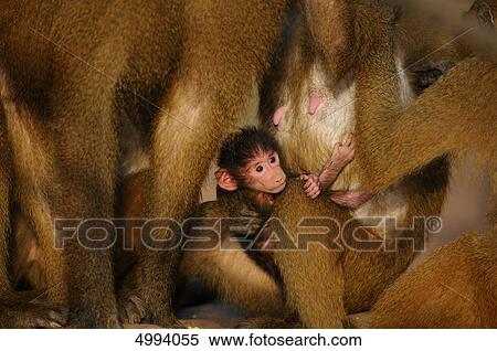 Stock Photography - Guinea baboon (Papio papio) family . Fotosearch
