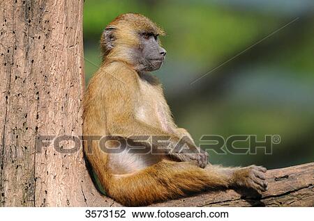 Stock Image - Guinea Baboon (Papio papio) sitting in tree . Fotosearch
