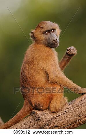 Guinea Baboon (Papio papio) sitting on branch View Large Photo Image Stock Image - Guinea Baboon (Papio papio) sitting on branch . Fotosearch