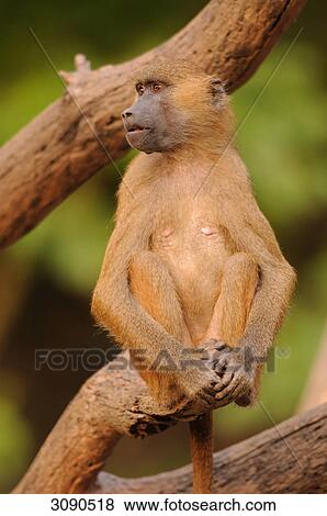 Stock Photo - Guinea Baboon (Papio papio) sitting on branch, front view . Fotosearch