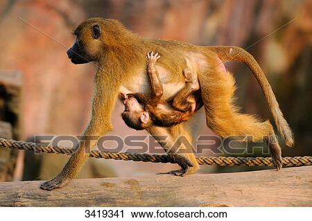 Guinea Baboon (Papio papio) with young, side view View Large Photo Image Stock Image - Guinea Baboon (Papio papio) with young, side view . Fotosearch