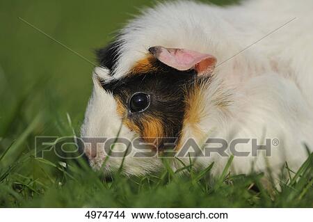 Guinea pig (Cavia porcellus) in meadow View Large Photo Image Picture - Guinea pig (Cavia porcellus) in meadow . Fotosearch
