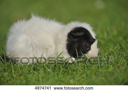 Stock Image - Guinea pig (Cavia porcellus) in meadow . Fotosearch