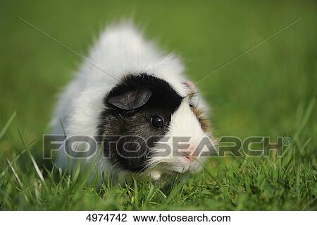 Guinea pig (Cavia porcellus) in meadow View Large Photo Image Stock Image - Guinea pig (Cavia porcellus) in meadow . Fotosearch