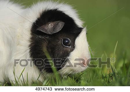 Guinea pig (Cavia porcellus) in meadow View Large Photo Image Stock Image - Guinea pig (Cavia porcellus) in meadow . Fotosearch