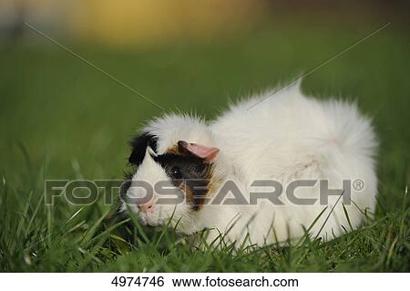 Stock Photograph - Guinea pig (Cavia porcellus) in meadow . Fotosearch