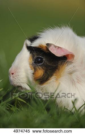 Guinea pig (Cavia porcellus) in meadow View Large Photo Image Stock Photography - Guinea pig (Cavia porcellus) in meadow . Fotosearch