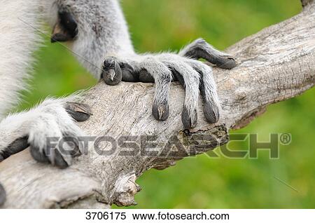 Hands of a Ring-tailed Lemur (Lemur catta) on a branch, close-up View Large Photo Image Stock Photography - Hands of a Ring-tailed Lemur (Lemur catta) on a branch, close-up . Fotosearch