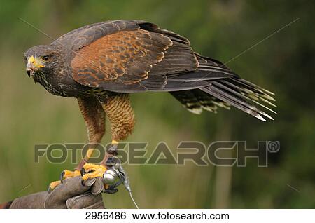 Harris Hawk (Parabuteo unicinctus) perching on a hand View Large Photo Image Stock Photograph - Harris Hawk (Parabuteo unicinctus) perching on a hand . Fotosearch