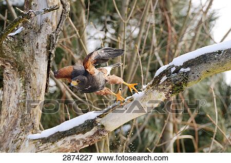 Stock Photo - Harris's Hawk (Parabuteo unicinctus) leaving tree . Fotosearch