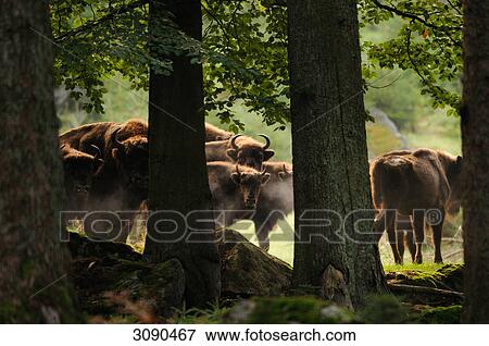 Stock Photo - herd of bisons, Bavaria, Germany . Fotosearch