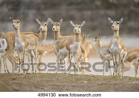 Herd of Blackbucks (Antilope cervicapra) View Large Photo Image Stock Image - Herd of Blackbucks (Antilope cervicapra) . Fotosearch