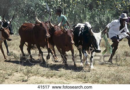 Stock Photo - Herd of cows and people running in field, Madagascar . Fotosearch