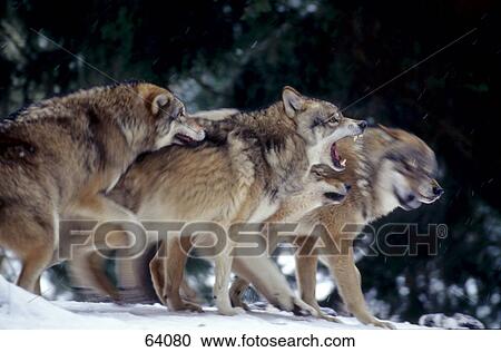 Stock Image - Herd of Gray wolves (Canis lupus) in forest . Fotosearch