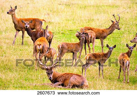 Stock Image - Herd of Red deer (Cervus elaphus) in field . Fotosearch
