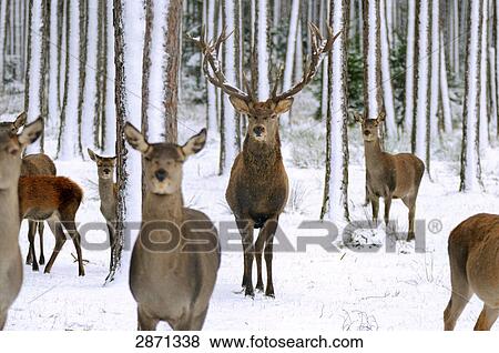 Stock Photo - Herd of Red deer (Cervus elaphus) in forest, Franconia, Bavaria, Germany . Fotosearch