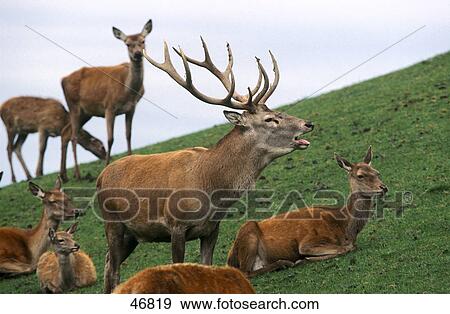 Stock Photo - Herd of Red deer (Cervus elaphus) in field, Bavaria, Germany . Fotosearch