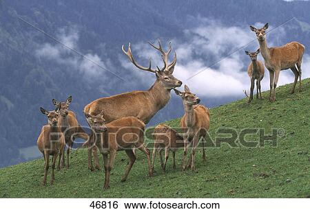 Stock Photograph - Herd of Red deer (Cervus elaphus) in field, Bavaria, Germany . Fotosearch