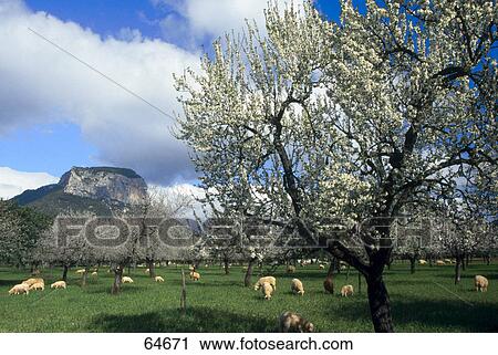 Stock Image - Herd of sheep grazing in pasture, Majorca, Balearic Islands, Spain . Fotosearch
