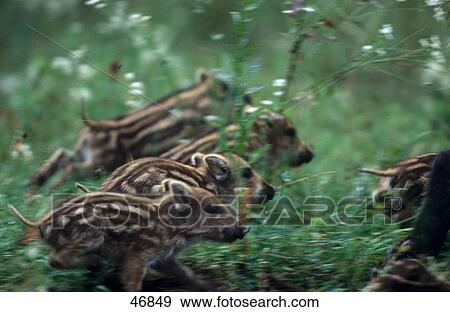 Herd of young Wild Boars (Sus scrofa) running in field, Germany View Large Photo Image Stock Photo - Herd of young Wild Boars (Sus scrofa) running in field, Germany . Fotosearch