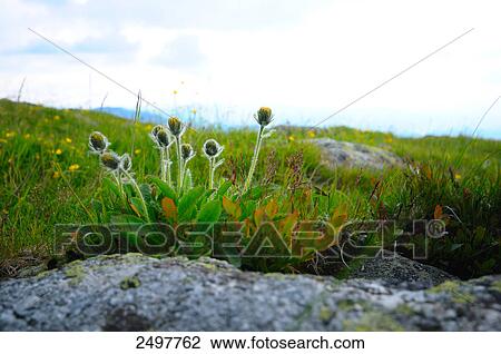 Hieracium villosum flowers blooming in field View Large Photo Image Stock Image - Hieracium villosum flowers blooming in field . Fotosearch