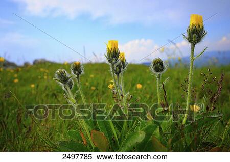 Stock Photography - Hieracium villosum flowers blooming in field . Fotosearch
