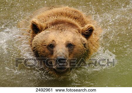 Stock Image - High angle view of Grizzly bear (Ursus arctos horribilis) in water . Fotosearch