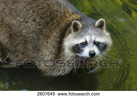 Stock Photo - High angle view of Raccoon (Procyon lotor) standing in water . Fotosearch