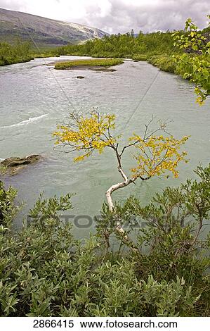 Stock Photography - High angle view of river, Rapadalen, Sarek National Park, Jokkmokk Municipality, Lapland Province, Sweden . Fotosearch