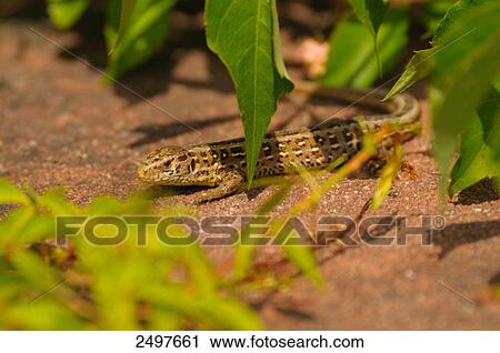 High angle view of Sand lizard (Lacerta agilis), Germany View Large Photo Image Stock Image - High angle view of Sand lizard (Lacerta agilis), Germany . Fotosearch