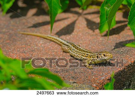 High angle view of Sand lizard (Lacerta agilis), Germany View Large Photo Image Stock Image - High angle view of Sand lizard (Lacerta agilis), Germany . Fotosearch