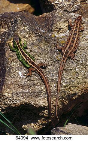 Picture - High angle view of Sand Lizards (Lacerta agilis) on rock . Fotosearch