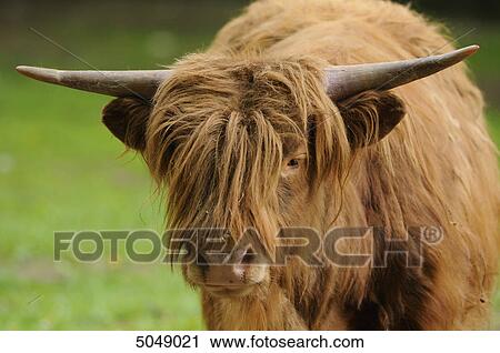Highland Cattle View Large Photo Image Stock Image - Highland Cattle . Fotosearch
