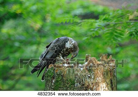 Honey Buzzard (Pernis apivorus) on tree stub View Large Photo Image Picture - Honey Buzzard (Pernis apivorus) on tree stub . Fotosearch
