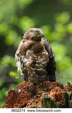 Picture - Honey buzzard, Pernis apivorus, Bavarian Forest, Bavaria, Germany, Europe . Fotosearch